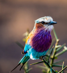 lilac-breasted roller or Coracias caudatus