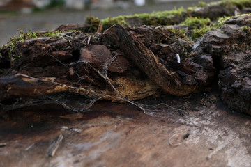 Closeup of a cobweb on bark