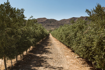 Fototapeta na wymiar Olive Tree Plantation, Andalusia, Spain by Summer