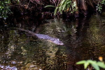 everglades