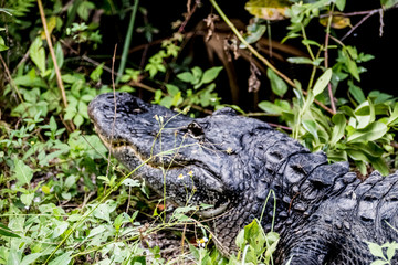 everglades