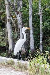 everglades