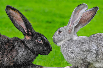 black and white rabbits