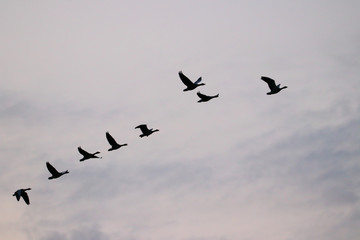 Gänse
