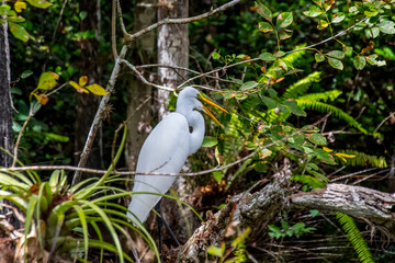 everglades