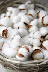 Cotton plant white fluffy flowers close up. Many soft bolls in a basket. Plant fibers for the textile industry