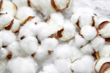 Cotton plant white fluffy flowers close up. Many soft bolls. Plant fibers for the textile industry