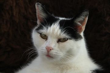 Schwarz wei&szlig;e Katze