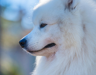Portrait of Samoyed