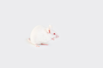 One white mouse,rat  sits on a white background. Back view.Copy space 