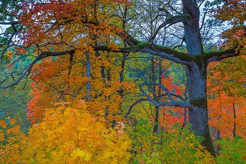 Colorful yellow forest in Autumn