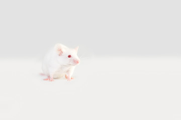 One white mouse,rat  sits on a white background. Back view.Copy space 
