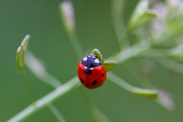 ladybug on leaf