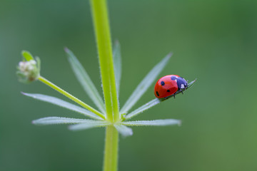 ladybug on green leaf