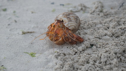 Panorama view on luxury overwater bungalows in a vacation resort in the blue lagoon with in the background the tropical island of Bora Bora, near Tahiti, in the pacific archipelago French Polynesia.