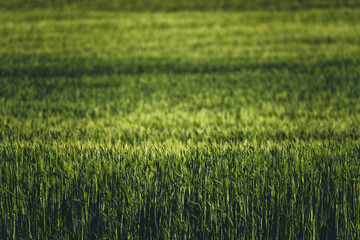 field of wheat