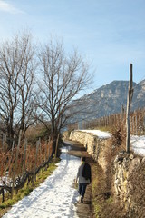 B&auml;ume in S&uuml;dtirol im Winter