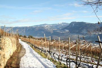Weinberge mit Panorama im Winter in S&uuml;dtirol