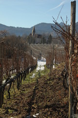 Weinberge mit Kirche im Hintergrund