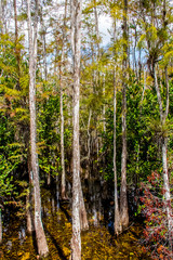 Fototapeta premium everglades