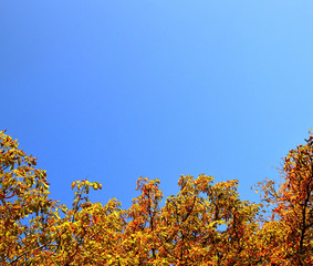 осенью деревья одетые в золотую листву видны на фоне нежно голубого неба