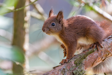 squirrel on a branch