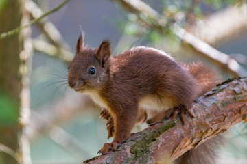 squirrel on a branch
