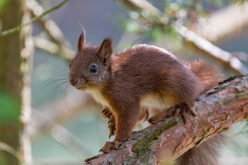 squirrel on a branch