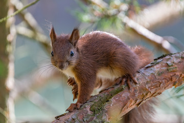 squirrel on a branch