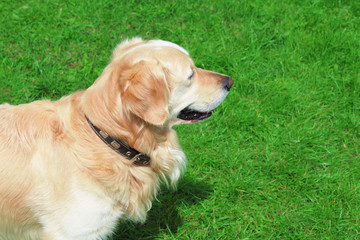 Golden retriever looks into the distance. Top view. Close-up. Background.