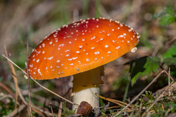 toadstool