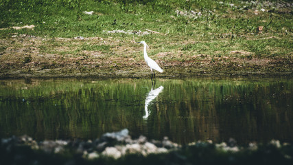 great blue heron in lake