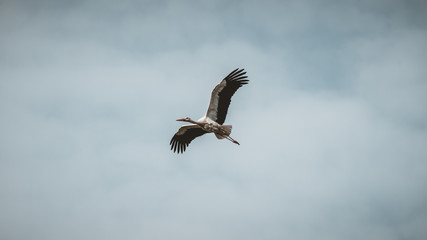 Stork in flight