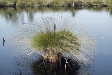 swamp land pietzmoor in germany