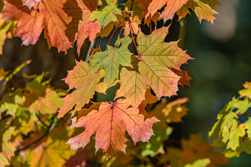 Obraz na płótnie Canvas autumn maple leaves