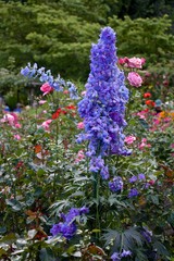 Obraz premium purple flowers in the garden