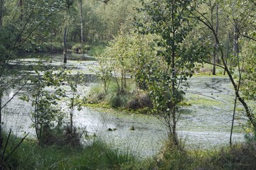swamp land pietzmoor in germany