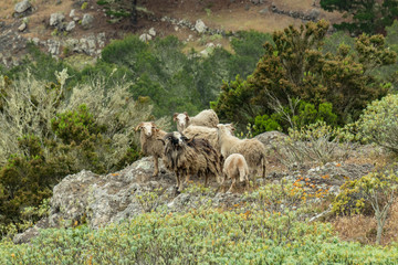 A small flock of sheep is located on a steep mountain slope surrounded by green vegetation. Shot with a telephoto lens from a sick distance. La Gomera, Canary Islands, Spain