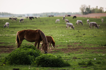 Obraz na płótnie Canvas horses grazing in a meadow