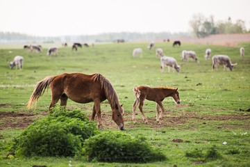 horses grazing in a meadow