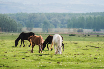 horses grazing in field