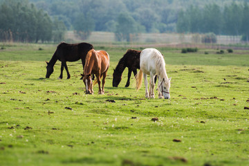 Obraz premium horses grazing in field