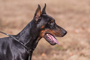 Portrait of  Doberman