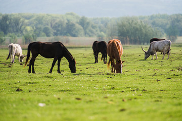Naklejka na ściany i meble horses grazing in the meadow