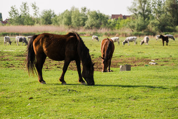 Naklejka premium horses in the field