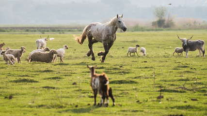 Naklejka na ściany i meble horses in a field