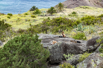 A small herd of goats is located on a steep mountain slope on the huge rock surrounded by green vegetation. Shot with a telephoto lens from a sick distance. La Gomera, Canary Islands, Spain