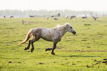 Obraz na płótnie Canvas mare and foal