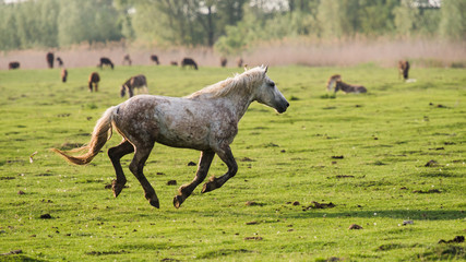 horse on pasture