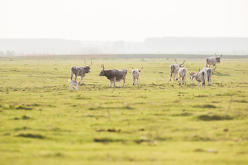 herd of wildebeest in field